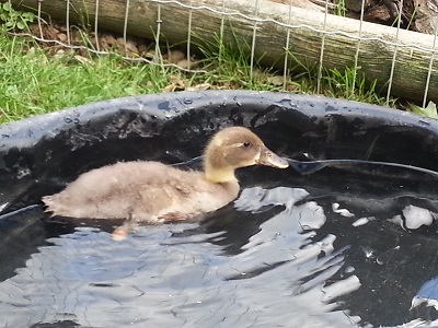 Dudley the SOLIDWORKS Duck